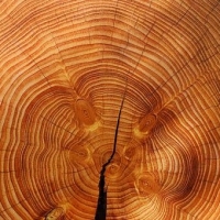 Holzbau ist Klimaschutz – Doch liefert unser Wald genug Holz dafür?