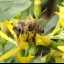 Bienen für die Börde