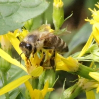 Bienen für die Börde