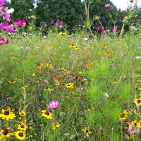 Art´n Vielfalt - in Mayrhof blüht den Bienen und Insekten was